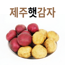 무농약 햇 제주 감자 탐나 홍지슬 카스테라 홍감자 3kg 5kg 10kg 혼합사이즈, 탐나감자, 1개