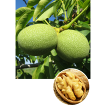 [농업의 신]호두나무 묘목 왜성호두185 최신품종 왕호두 신령 유실수, 특묘