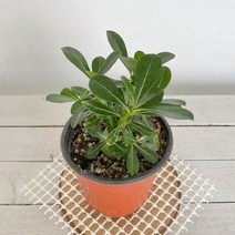 올리브 석화 오션접란 바질트리 율마 스위트바질 틸란드시아 대나무사사 피쉬본 집에서키우기쉬운식물 집에서키우는식물 그늘에서잘자라는식물 음지식물 공기청정식물 ^JUN#A, ^선택:석화@