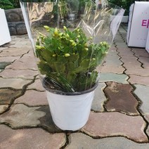 20~35cm 119 게발선인장 중품 화이트 흰색, 1개