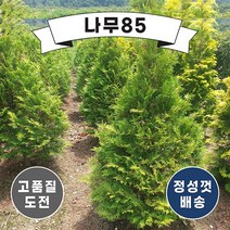 (나무85)서양측백 골든브라반트 4치 장포트, 1개