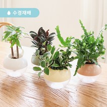 메이크정글 공기정화식물 수경재배화분 볼리 L 기프트세트 수경 수중 수생식물, 고무나무, 카키