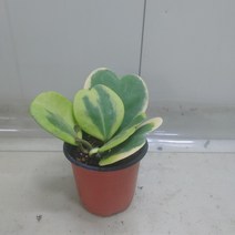 무늬하트호야 공기정화식물, 1개