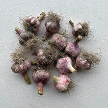 23년 수확 국내산 대서마늘 햇마늘 마늘, 5kg(특대), 1개