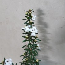 호주매화 2종 - 겹꽃 적색 백색 4치포트, 02. 호주매화(백색꽃) 4치포트