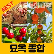 [오늘의 나무] 합리적 가격의 우수한 유실수 약용수 묘목 판매합니다., 엄나무묘목 중묘