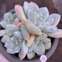 [다육이아지트]아이시그린한몸, 1개