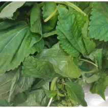 [국내산/국산] 당일재배 어린깨순 500g / 1kg / 1.5kg 부드러운 깻잎나물 산지직송 깻잎순 깨순나물 깻잎 깻순 깻순나물 나물 어린깻잎 어린 깨순