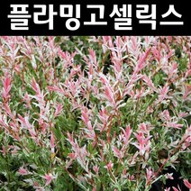 무늬버들/플라밍고셀릭스 나무 묘목 포트묘 3개/정원/공원/조경수