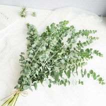 실내 공기 정화 식물 유칼립투스 블랙잭 생화1단