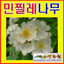 (D소망)민찔레나무묘목(4치포트) 10그루