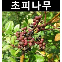 민초피나무 접목1년(뿌리) 1개/나무 묘목/약용/특용수