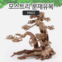 SM 프리미엄 베트남 분재유목 [M603]