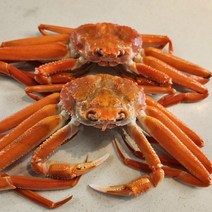 박달대게 소 1미 9-9.2cm 수율90％이상 마리당 대략 330-350g