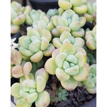 다육이식물 라울 화분 국민다육이 식물 키우기, A.46 피츄라와