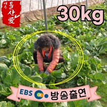 [여수돌산애] 여수 돌산갓 돌산 생갓 5kg 10kg {대량납품전문} 당일수확 산지직송 청갓 갓장아찌용 갓피클용 김장용 갓김치용 여수갓, 30kg