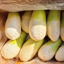 제주 월동무 최상급 무우 무 1박스, 2-4수, 제주무 (세척) 5kg