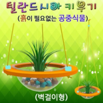 틸란드시아 키우기 벽걸이형 1인용, 1개