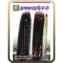 블랙베리 찰옥수수씨앗 70립 채소종자 자색 찰옥수수씨 옥수수, 70개