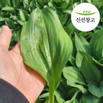 강원도 생 명이나물 잎명이 1kg 횡성 홍천 산마늘 잎 명이나물생채 명의나물, 1개