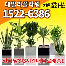 개업화분, (선택64)킹벤자민, 1개