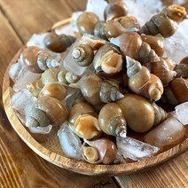 당일조업 동해안 자연산 활 백골뱅이 백고동 1kg 소 중 대, 백골뱅이1kg[소](약30미~60미전후), 1개