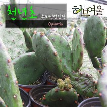 [허브여울선인장] 천년초(노지월동/손바닥선인장) 지름 9cm 다육 소품화분, 20개