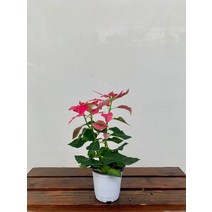 15~30cm 핑크 포인세티아 소품 35, 1개