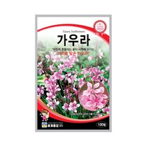 가우라 100립 꽃씨앗 바늘꽃과 다년생 나비 바늘꽃, 단품