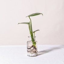 필플랜트 수경재배식물 모던글라스 DIY세트 모음, 1개, 6.몬스테라+수경재배세트(모던글라스+흰돌)