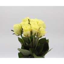 연노랑 장미꽃 생화택배 (고속터미널꽃시장 직배송) 꽃예꽃, 며칠 기다렸다가 꽃 입고 되는대로 발송, 화요일 구매시 (목요일 도착), 1개