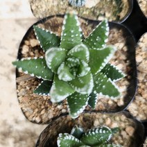 월동자 다육이 다육아트 플랜테리어 아프리카 다육식물 랜덤8-15, 단품, 1개