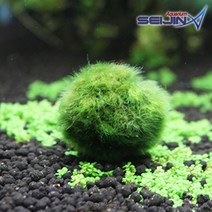 세진수족관 모스볼 [2cm]/모스볼키우기/마리모