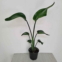 XZA410989여인초(중) 극락조키우기 실내화초 음지식물 거실화분 집에서키우기쉬운식물 그늘에서잘자라는식물