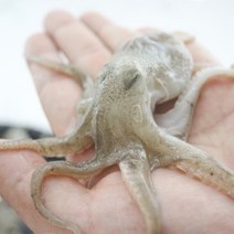 국내산 활 쭈꾸미 서해안 알배기 주꾸미 1kg