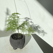 화산석 아스파라거스 나누스, 1개