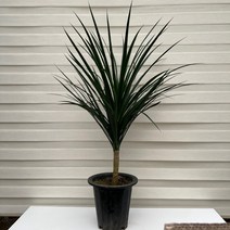 [다은꽃농원]드라코키우기 중품 드라세나드라코 키우기쉬운 실내공기정화식물 카페 거실 이국적 인테리어, 1개