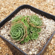 [다육식물]노슈라리아, 1개