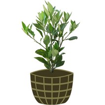 4년생 레드향 묘목 제주도 직발송 행운을가져오는나무, 1개