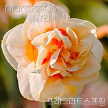 수선화 구근 입고 금강원예, 3.프레그란트스프링