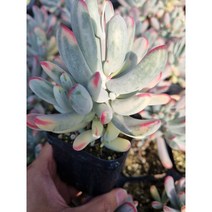 [앤다육] 원종방울복랑금 / 다육 / 다육식물 / 다육이