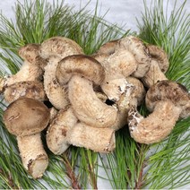 산지직송 국내산 공주 송향버섯 송향 송화 버섯 1kg, 고급형 1kg, 1개