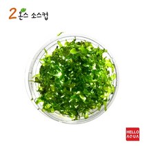 헬로아쿠아 모음)음성(활착)수초 모스류 수족관 어항장식용 수족관꾸미기, 5번) 물미역 모스 소스컵포장 1컵