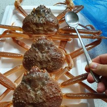대게 선주직판 국내산 게 선주직판, 찜을 원할시 (별도1회)만 선택해주세요, 찜