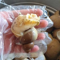 포항 구룡포 산지직송 100% 품질과 수율을 보장하는 자연산 백고동, 백고동 중 1kg (20-25미 내외)