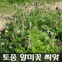 [해피플라워] 2022. 05월 채종 토종 할미꽃 씨앗 100립 / 봄 파종 야생화 꽃씨