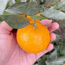 고당도 진짜 달콤새콤한 설국향 신비향 제철과일 수라향3kg5kg10kg, 고당도설국향, 3kg