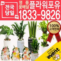 플라워포유 축하 오픈 개업 공기청정 관엽식물 화분선물 당일배송 꽃배달, (선택77)황금죽