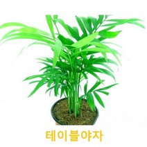 관엽/구근식물 테이블야자 갈색플라스틱모종 4개 (L0189)