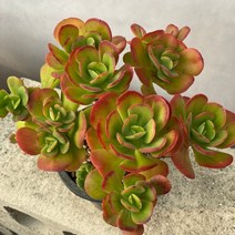 [ 풀풀다육 ] 홍매화 군생 자연군생 다육 식물 국민 다육이